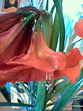 Red Flower