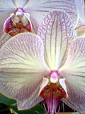 Orchids