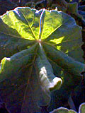 Sunlit Leaves