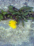 Early Dandelion