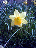 Daffodil