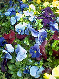 Bloomin Pansies