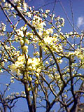 Plum Blossom