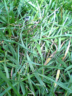 Lawn Macro