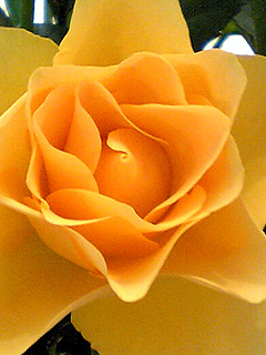 Yellow Rose