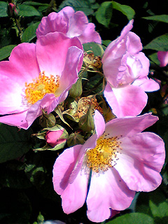 Dog Rose