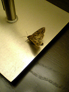 Mega Moth 2004