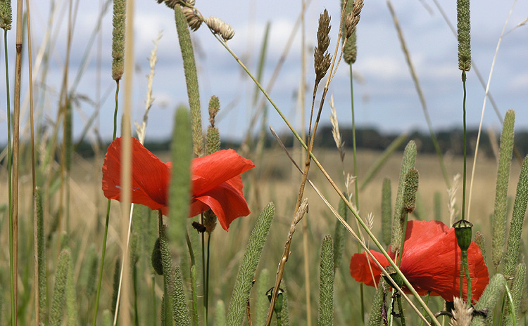 Poppies