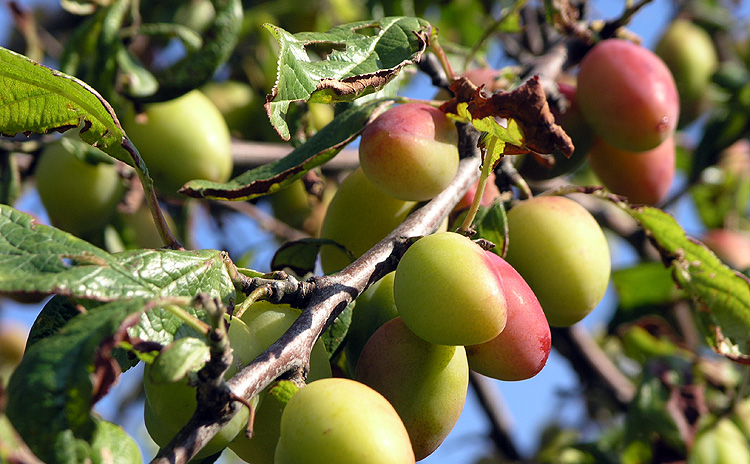 Fruit Tree