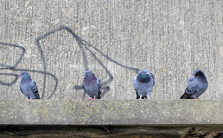 Pigeons In The Hood