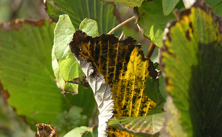 Yellow on Green