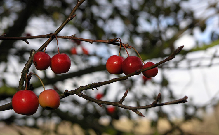 Cherries