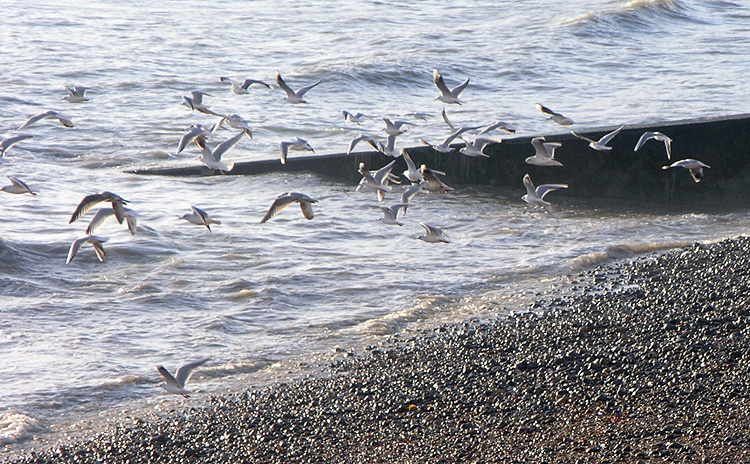 Seabirds Escaping