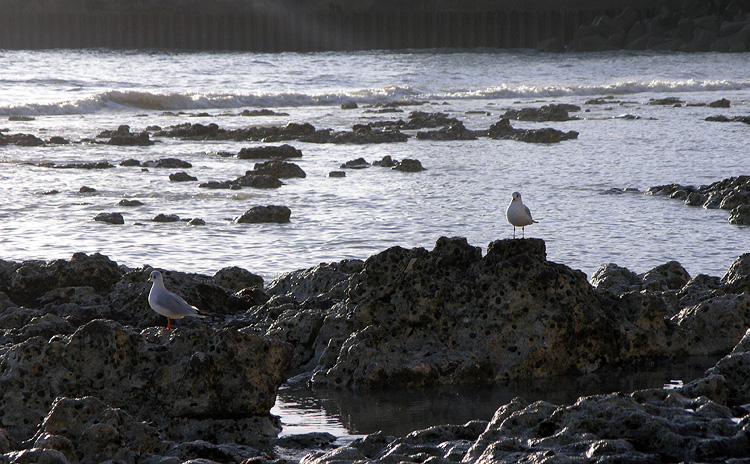 Low Tide