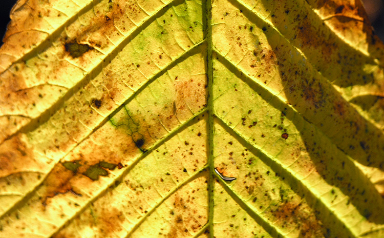 Glowing Leaf