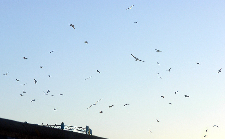 Sudden Seagulls