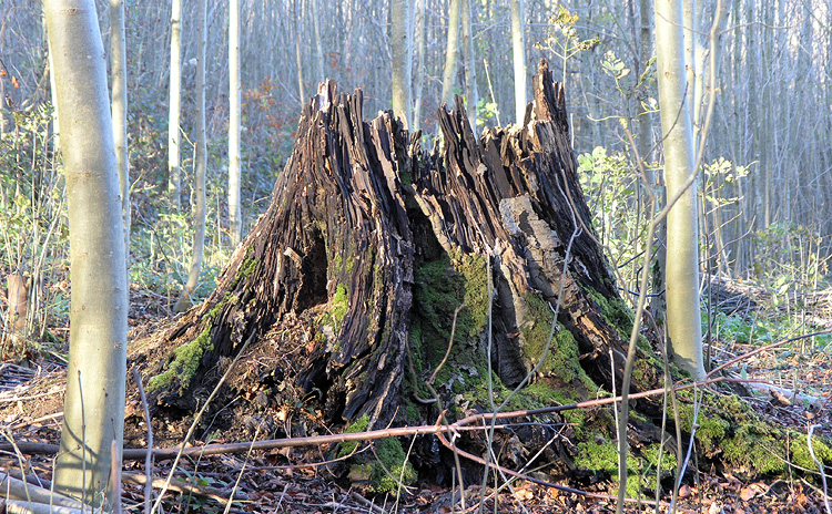 Tree Volcano