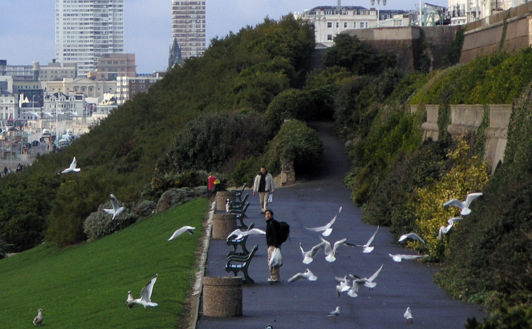 The Birds (Feeding Time)