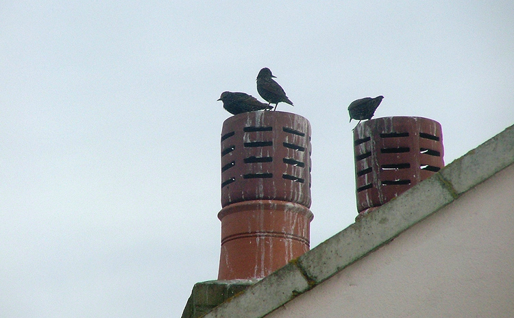 Chimneypot Gang