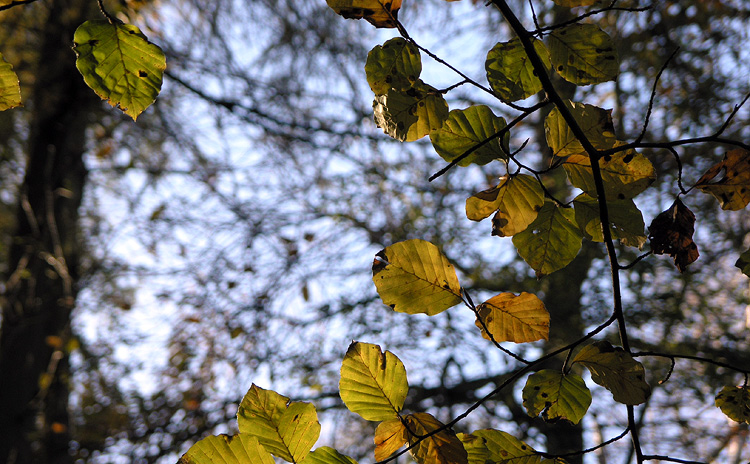 Winter Leaves